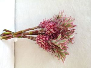 ANANAS PAR 5 TIGES